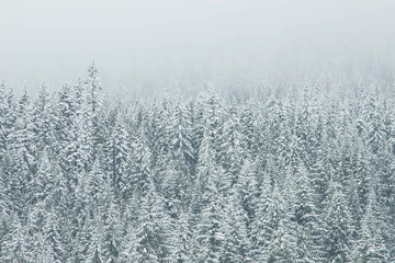 Nordic Blog